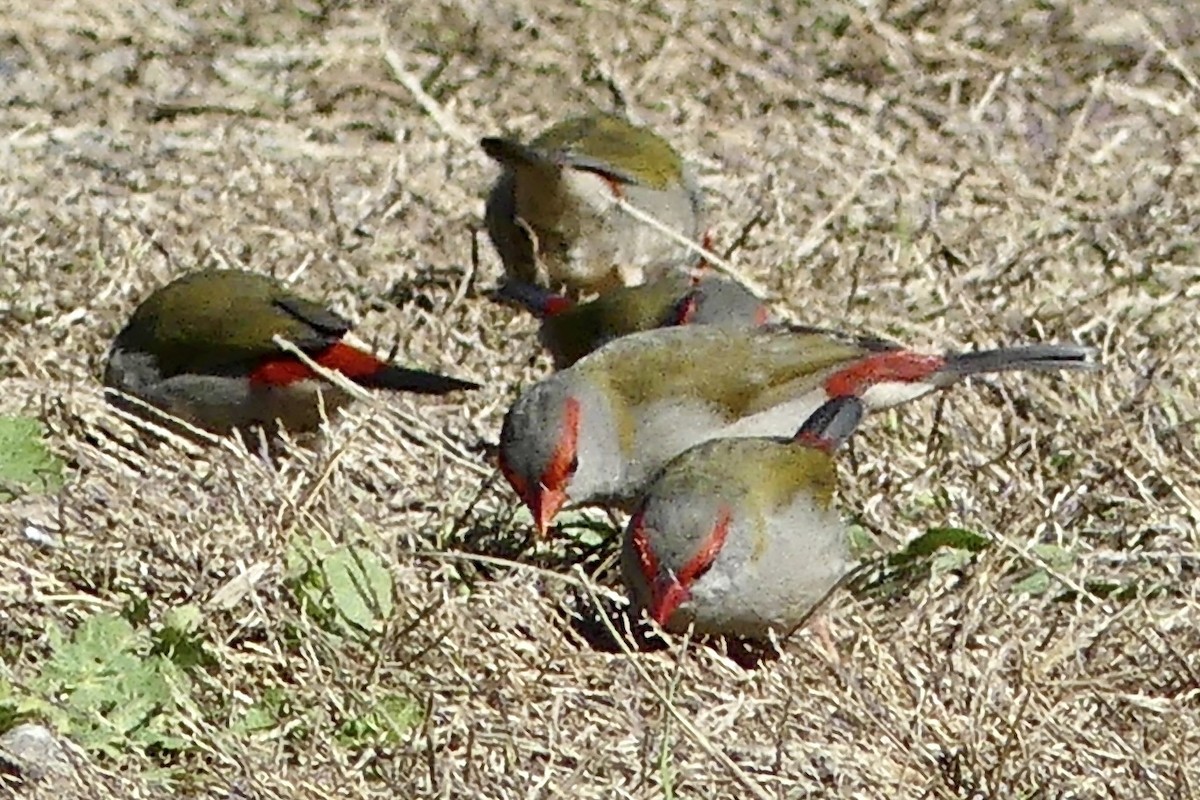 Red-browed Firetail - ML617703850