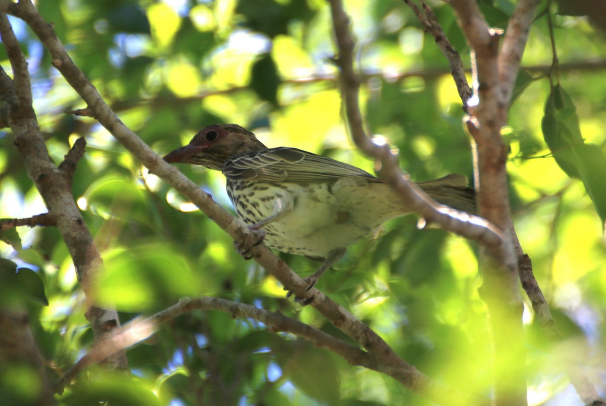 Australasian Figbird (flaviventris Group) - ML617703952