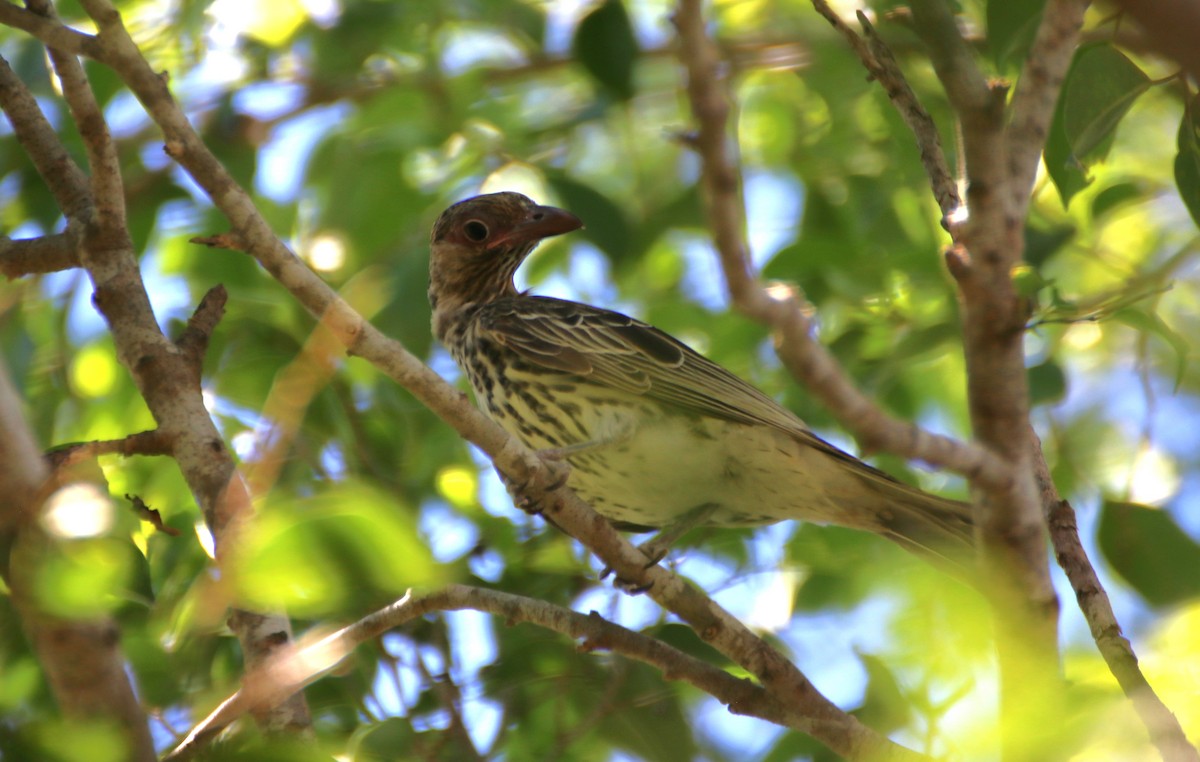 Australasian Figbird (flaviventris Group) - ML617703953