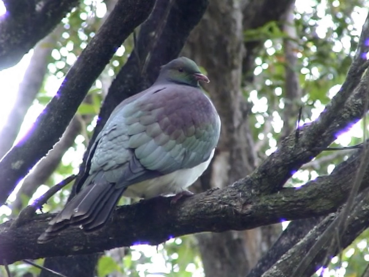 holub maorský - ML617704023