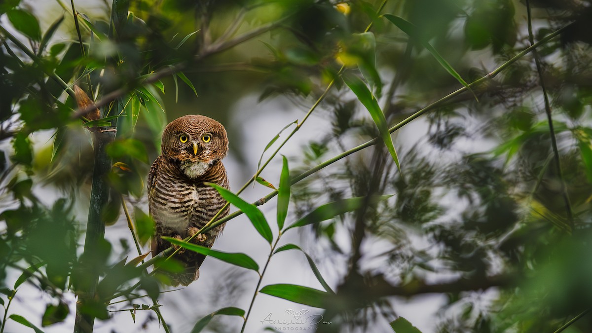 Jungle Owlet - Abhishek Das