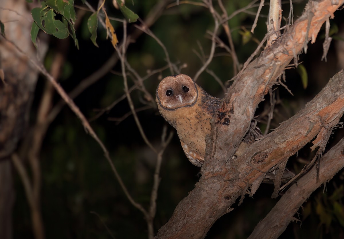 Australian Masked-Owl - michael todd
