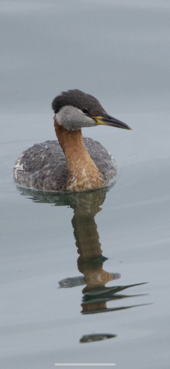 Red-necked Grebe - ML617704174