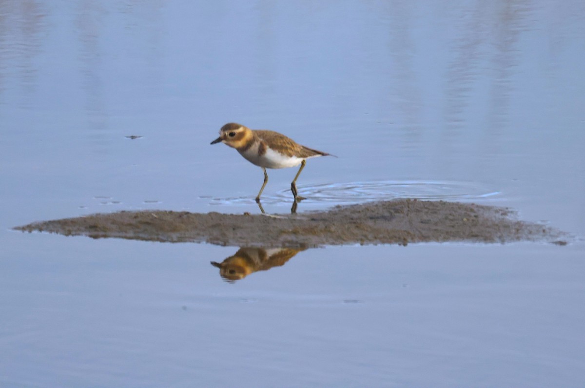 Double-banded Plover - ML617704198