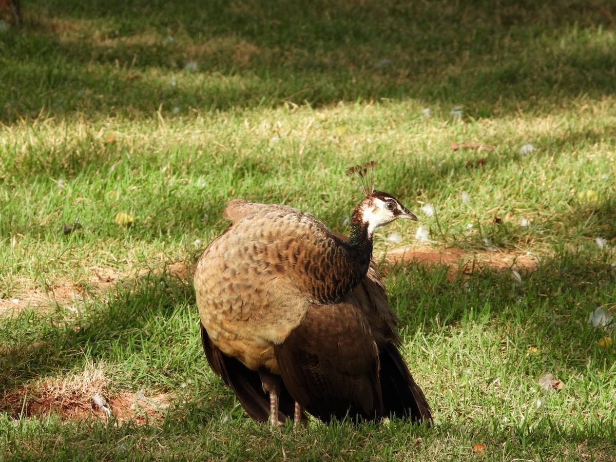 Indian Peafowl (Domestic type) - AC Verbeek