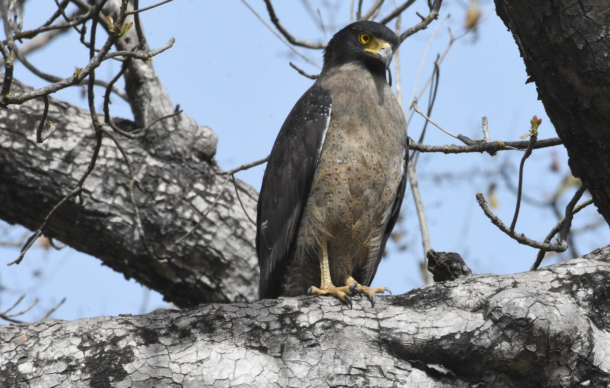 Crested Serpent-Eagle - ML617704245