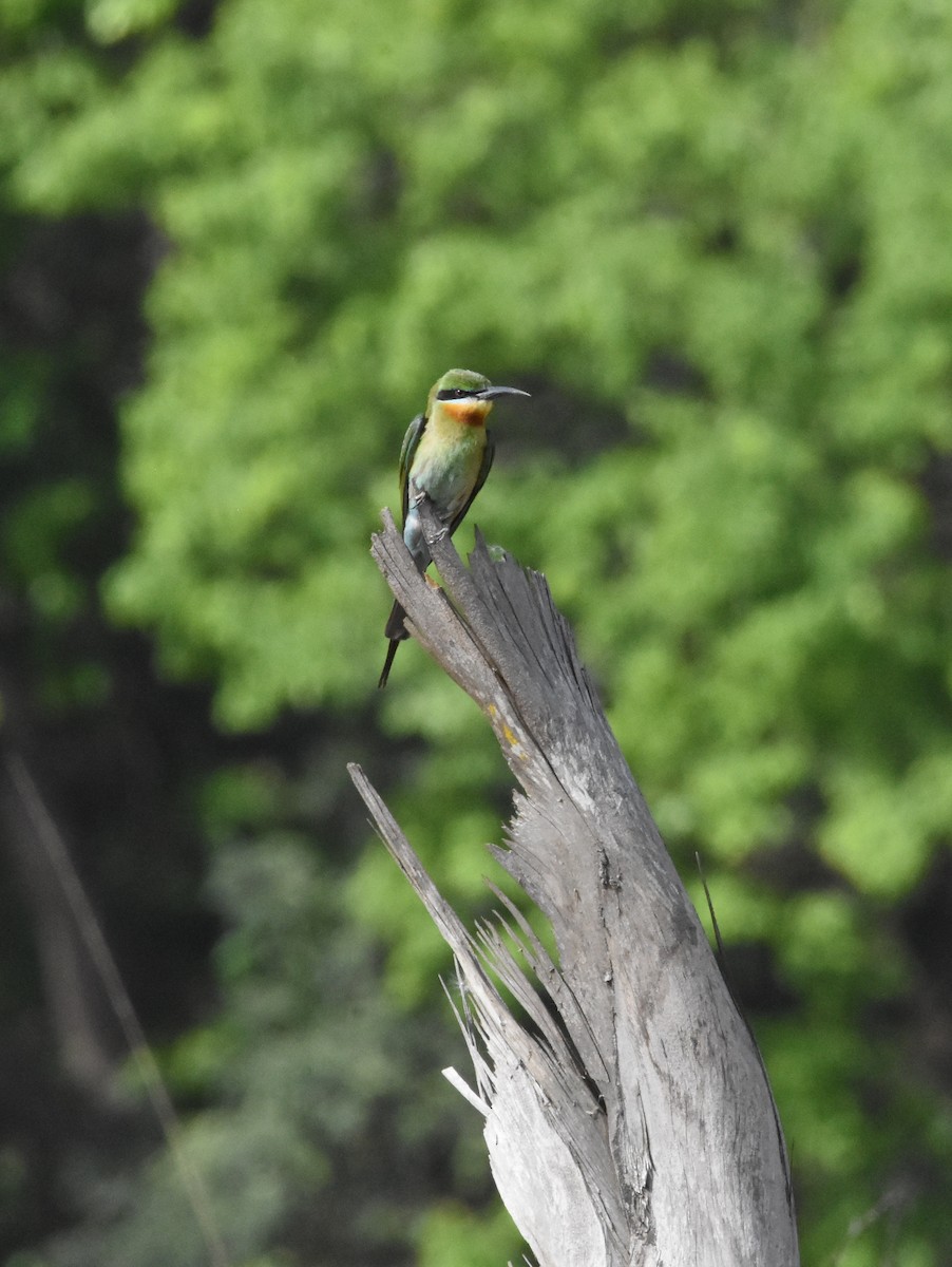 Blue-tailed Bee-eater - ML617704251