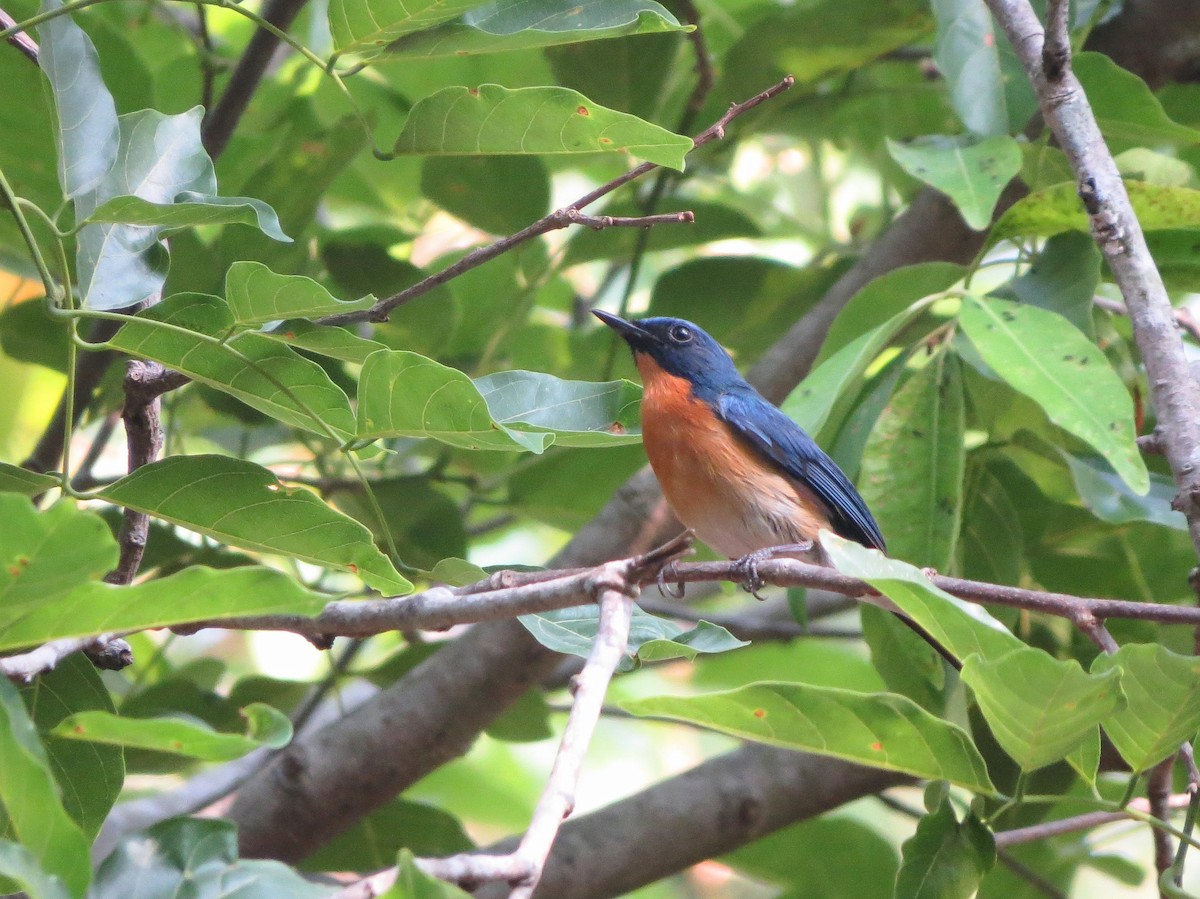 Tickell's Blue Flycatcher - Sathyanarayana Srinivasan