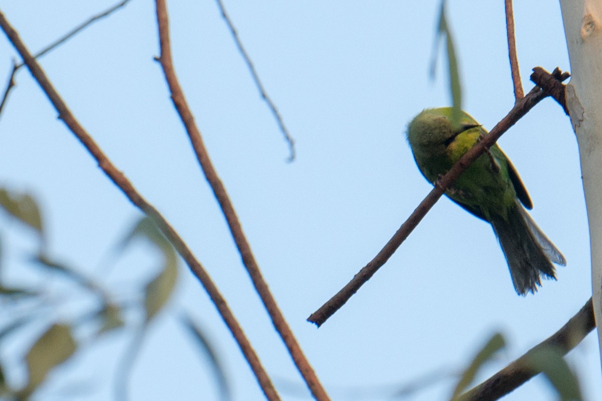 Jerdon's Leafbird - Ashok Kolluru