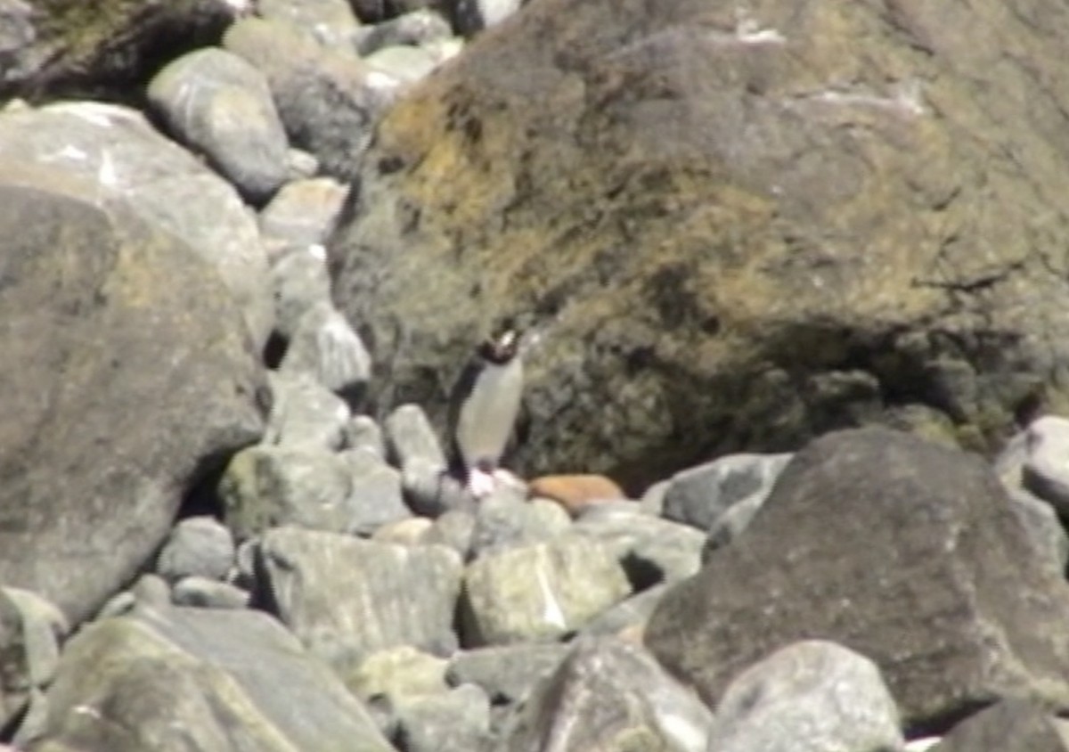 Fiordland Penguin - Tommy Pedersen