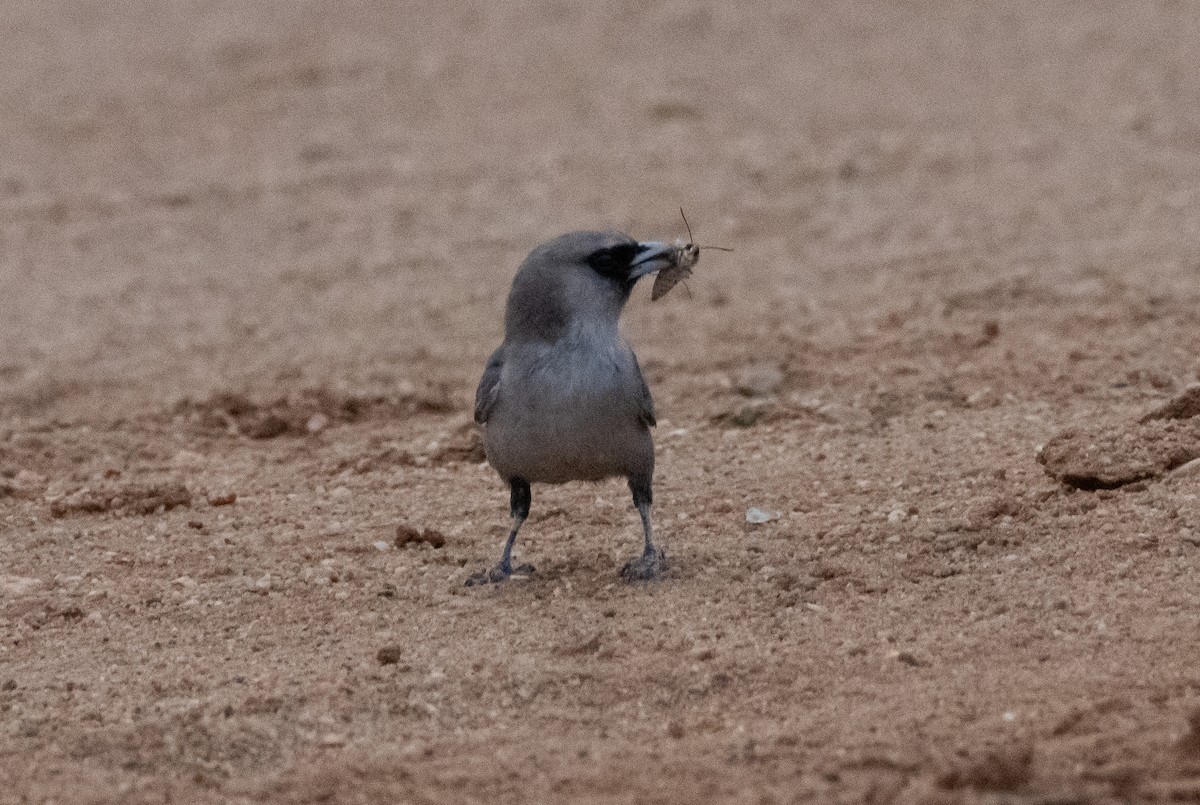 Black-faced Woodswallow (Black-vented) - Mitch Rose