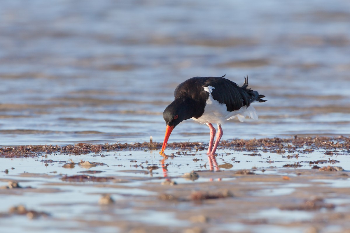 Pied Oystercatcher - michael todd