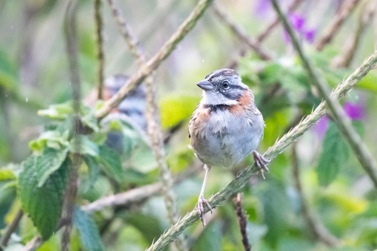 Rufous-collared Sparrow - ML617704554