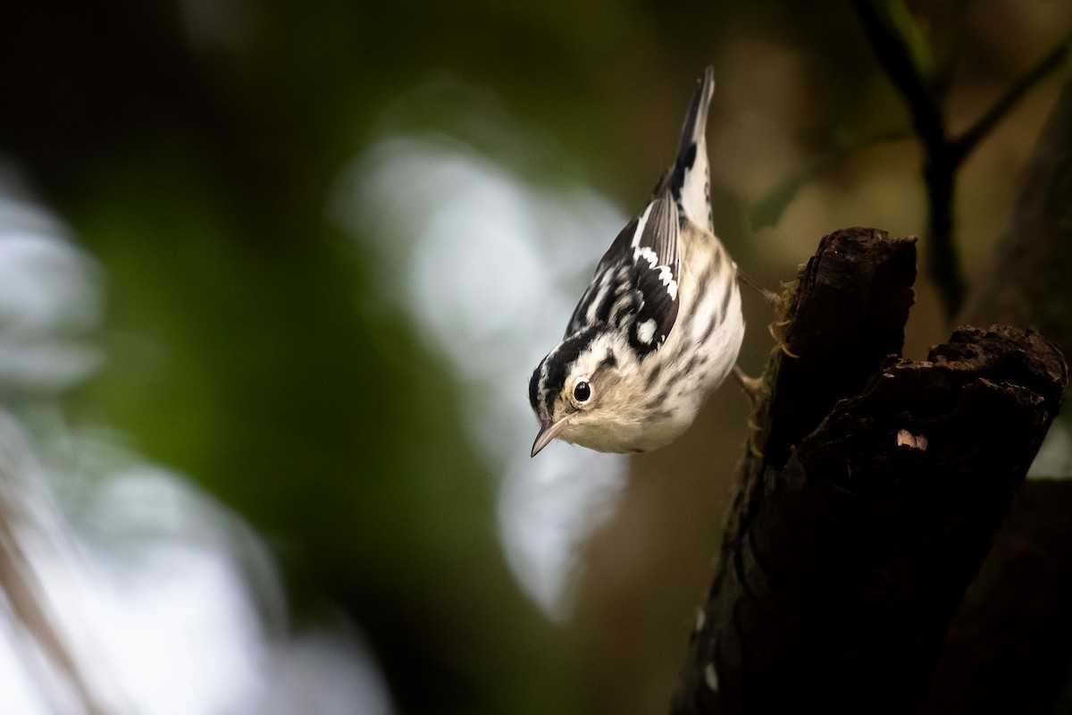 Black-and-white Warbler - ML617704564