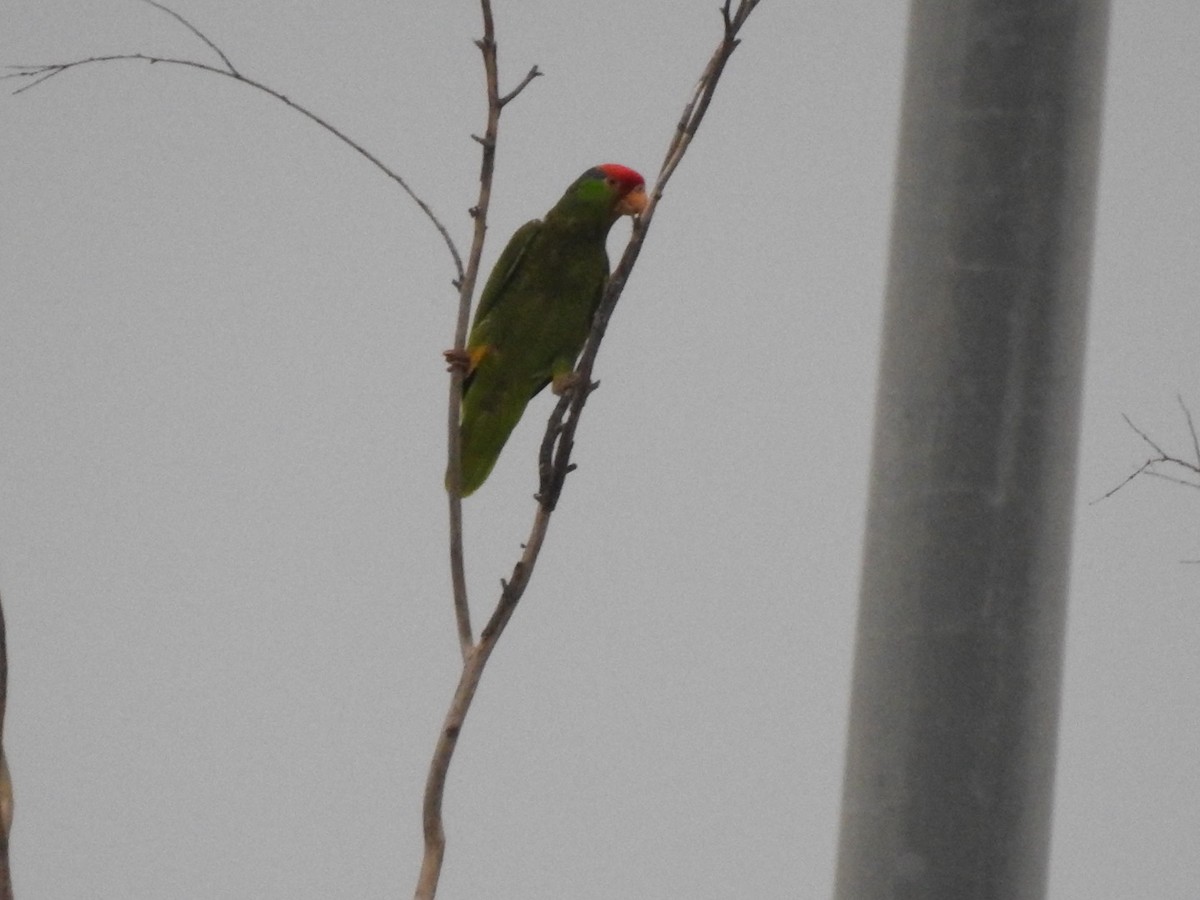 Red-crowned Parrot - ML617704656