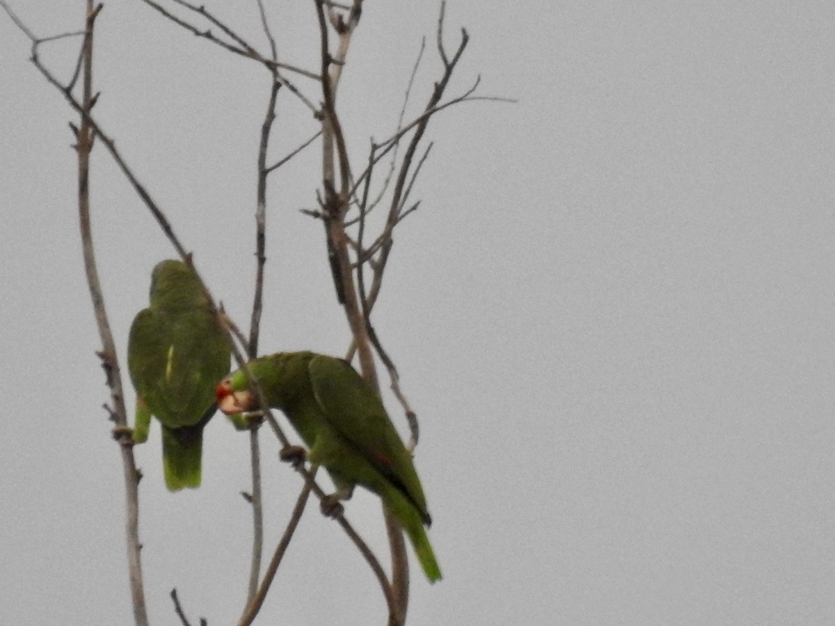Red-crowned Parrot - ML617704657