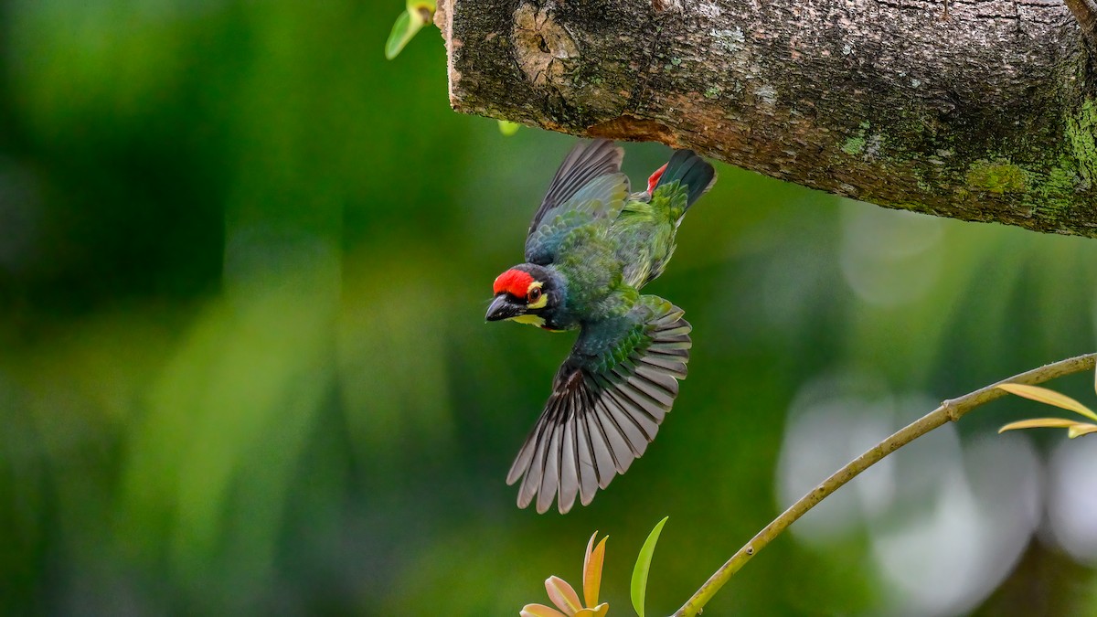 Coppersmith Barbet - Soong Ming Wong