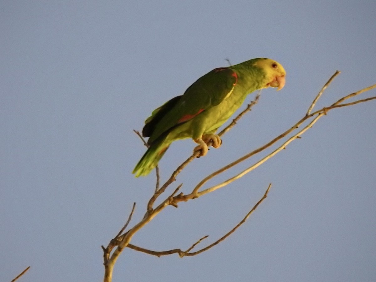 Yellow-headed Parrot - ML617704671