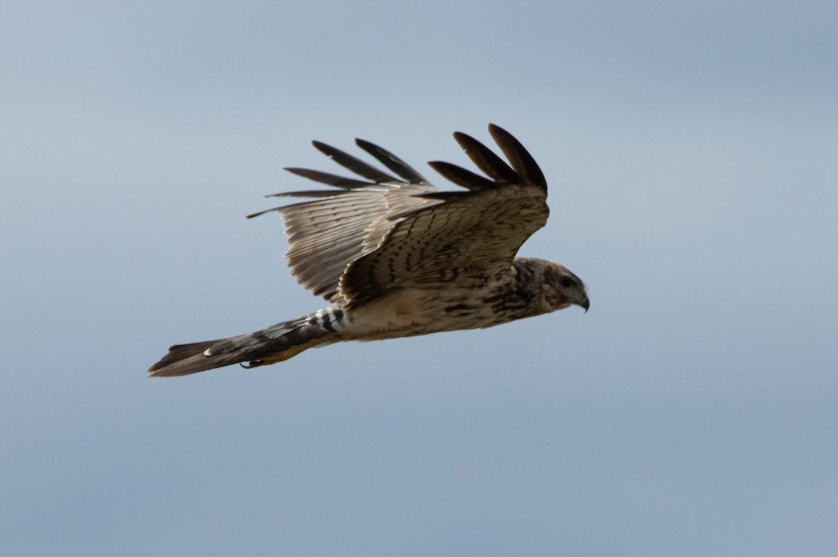 Spotted Harrier - Mitch Rose