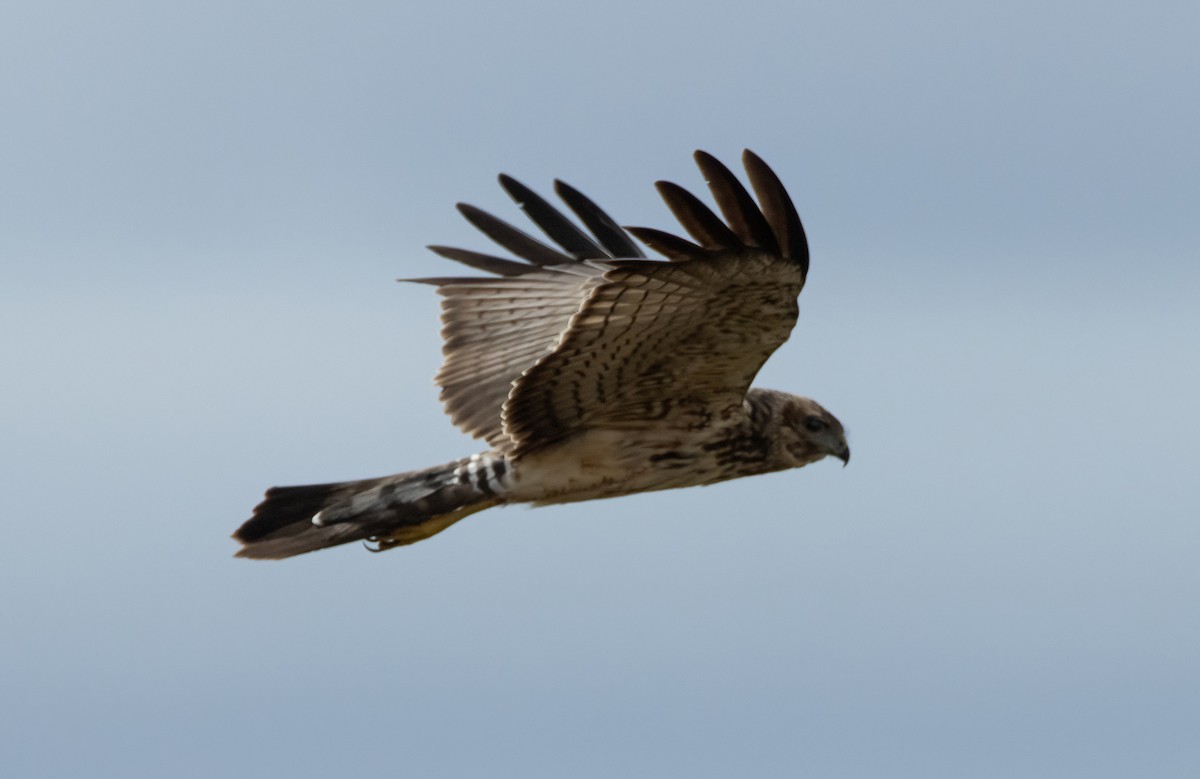 Spotted Harrier - ML617704718