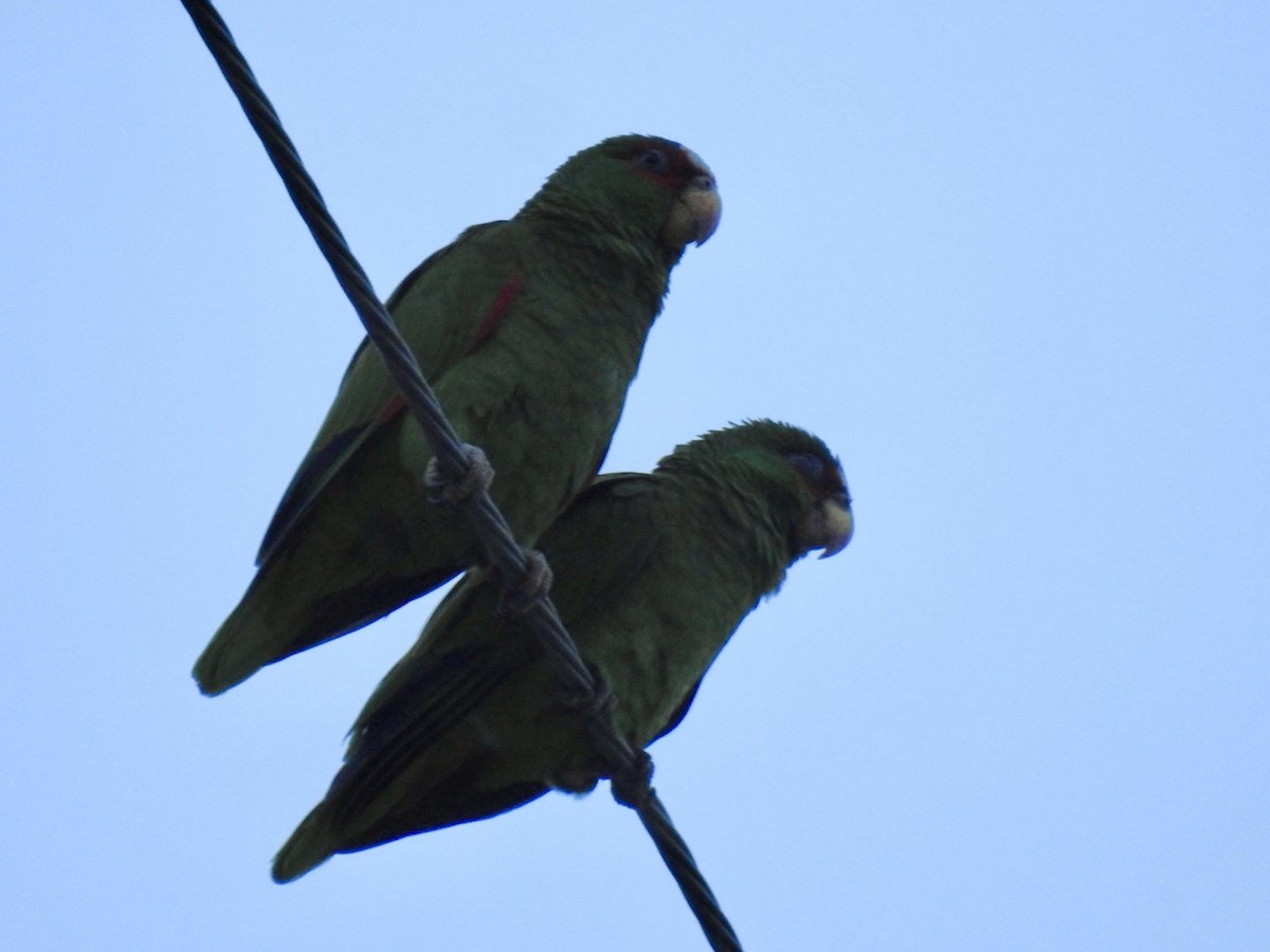 White-fronted Parrot - ML617704745