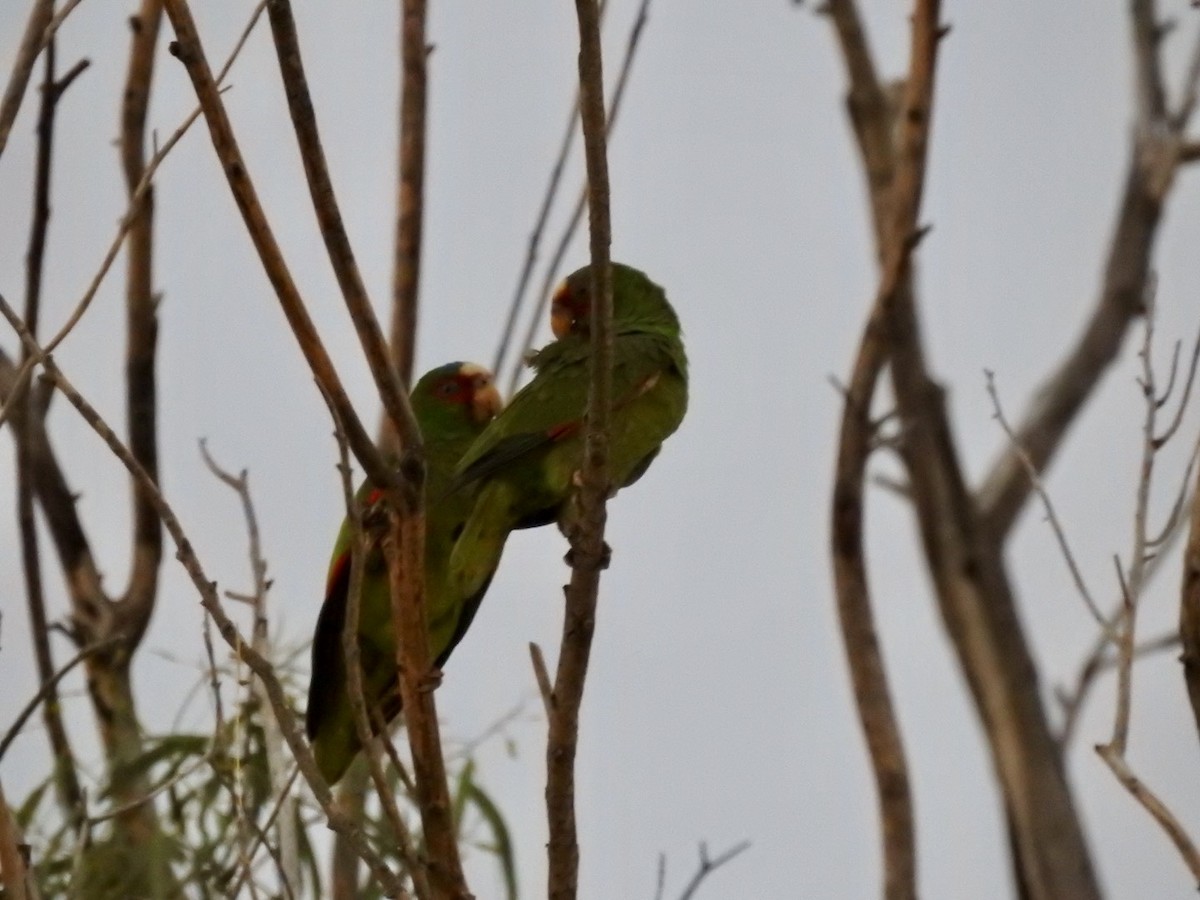 White-fronted Parrot - Beth Simkins