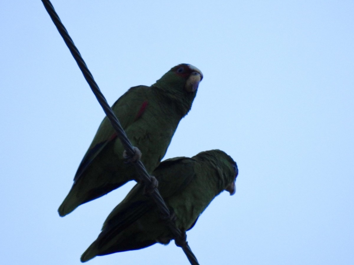 White-fronted Parrot - ML617704748