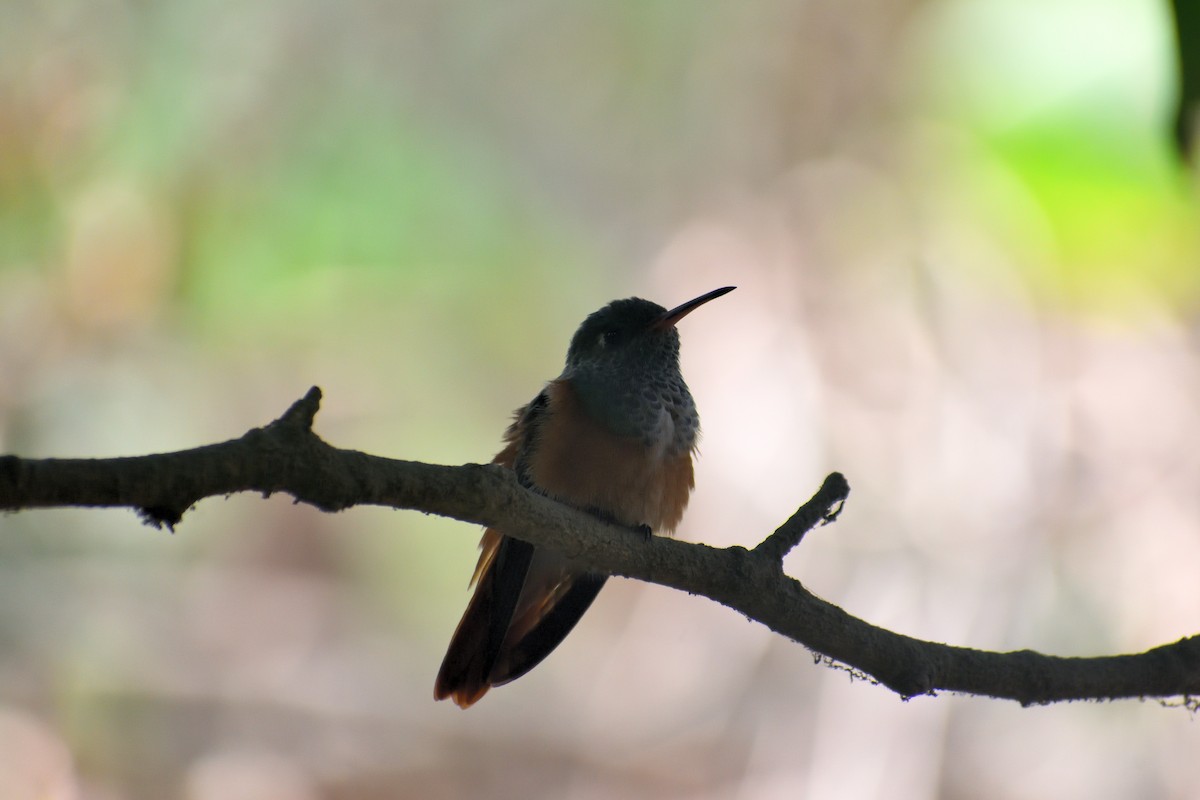 Amazilia Hummingbird - ML617704794