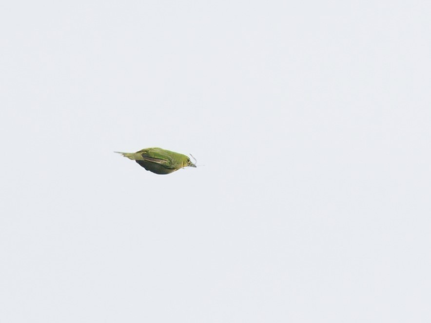 Greater Green Leafbird - Evelyn Lee