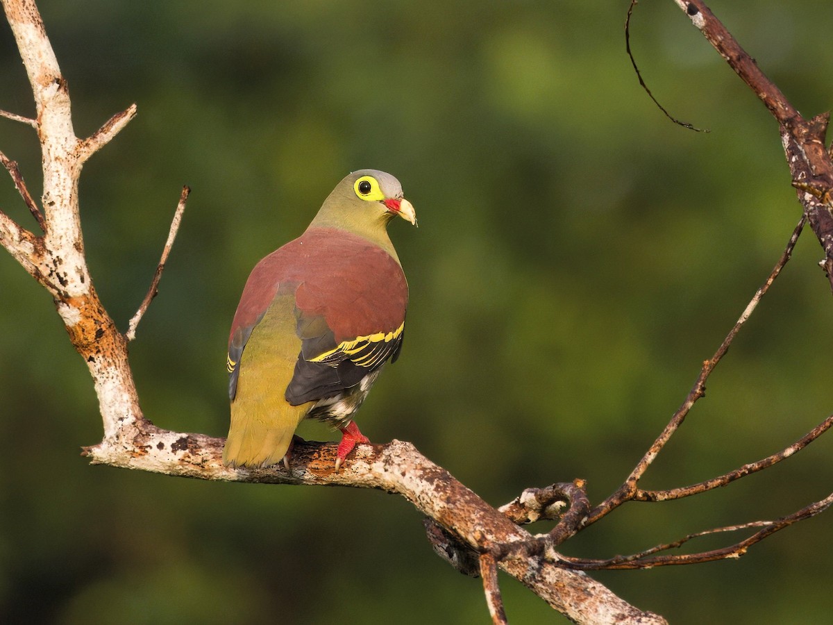 Thick-billed Green-Pigeon - ML617704856