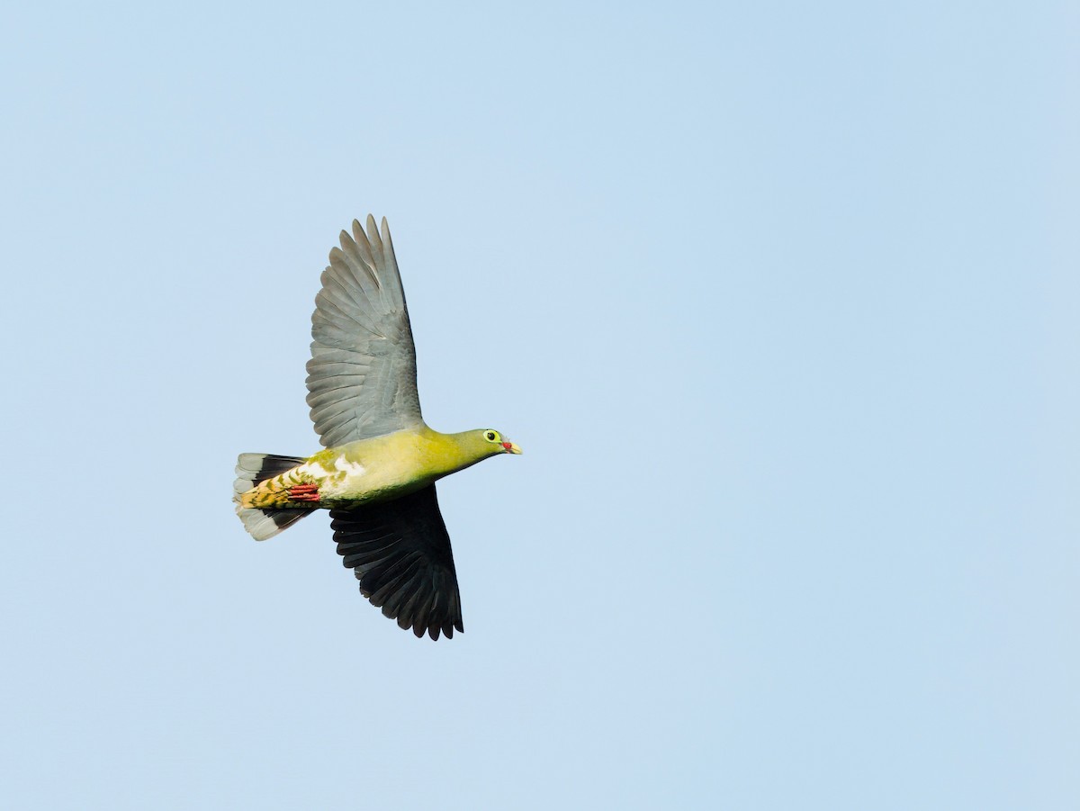 Thick-billed Green-Pigeon - ML617704863