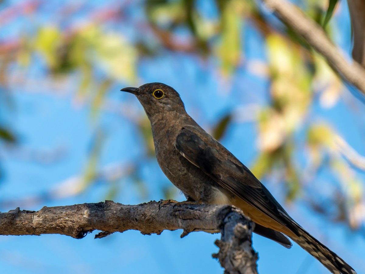 Fan-tailed Cuckoo - Ed Rice