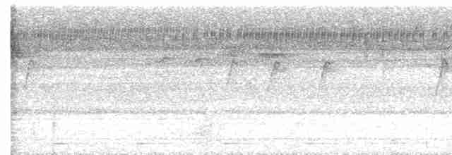 Белоухая горлица (brevirostris/occipitalis) - ML617704893