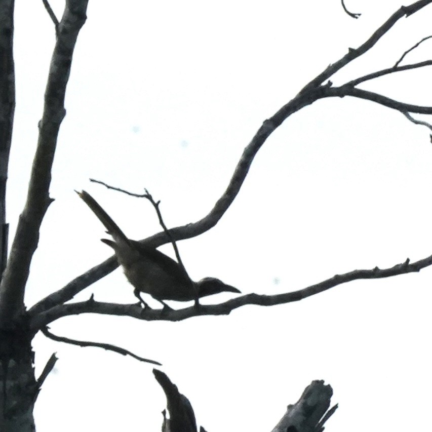 Helmeted Friarbird (Tenggara) - Simon Thornhill