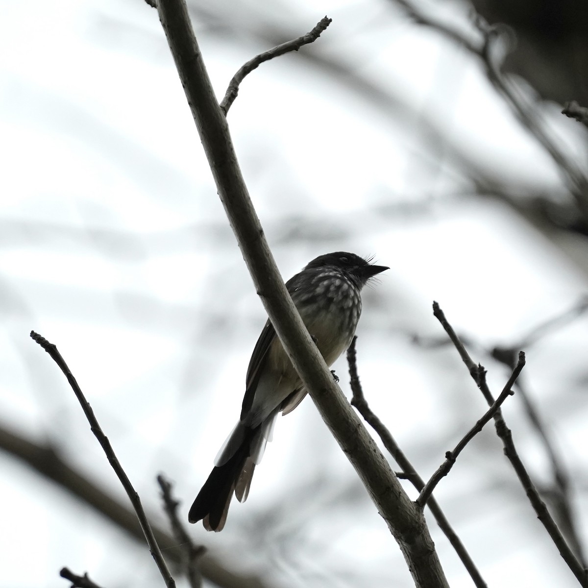 Northern Fantail (Rote) - ML617704914