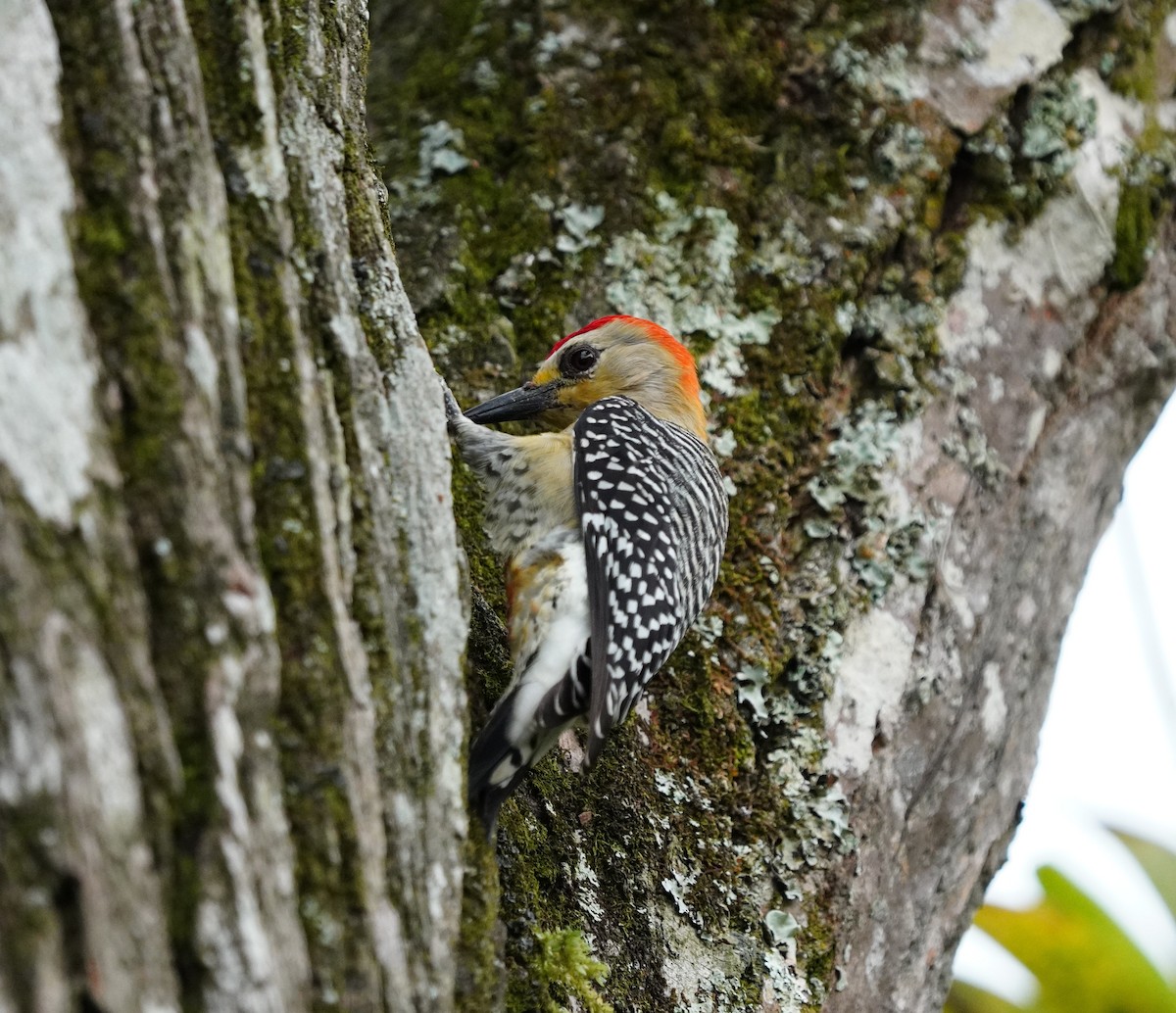 Red-crowned Woodpecker - ML617704931