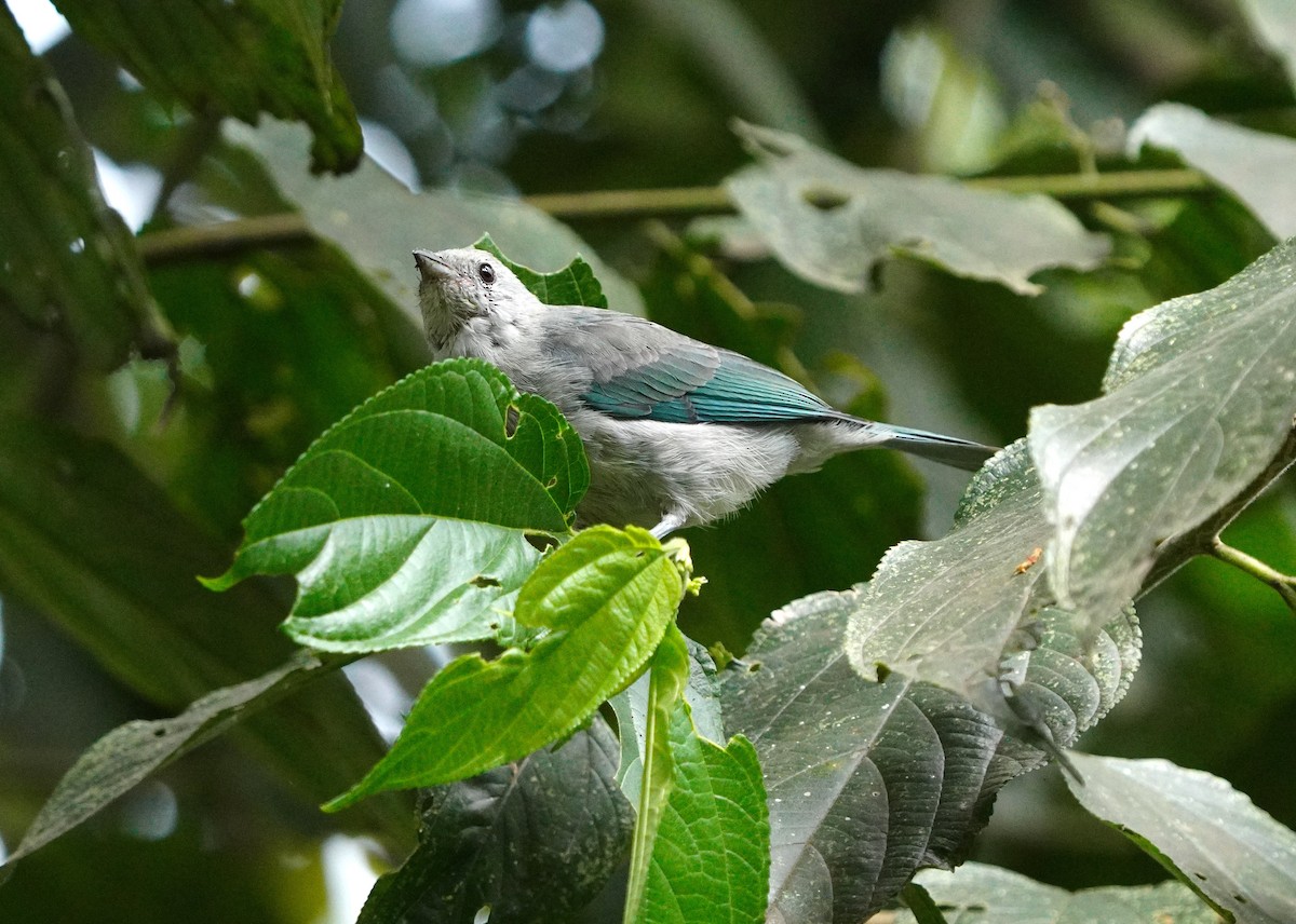 Blue-gray Tanager - ML617704941