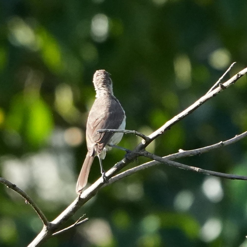 Timor Friarbird - Sandy Gayasih