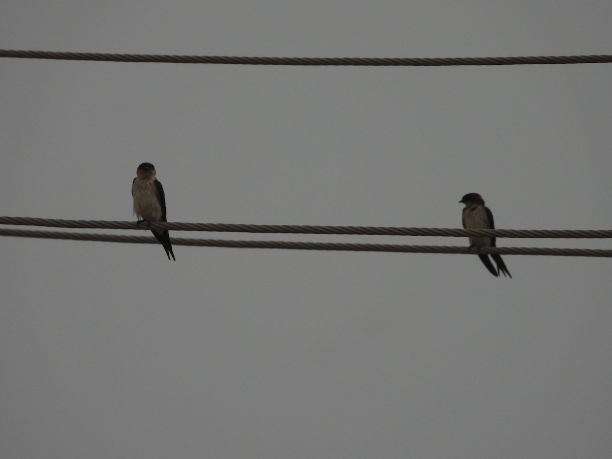 Red-rumped Swallow - ML617705079