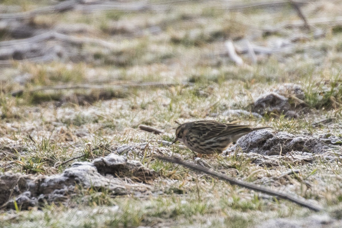 Rosy Pipit - ML617705107