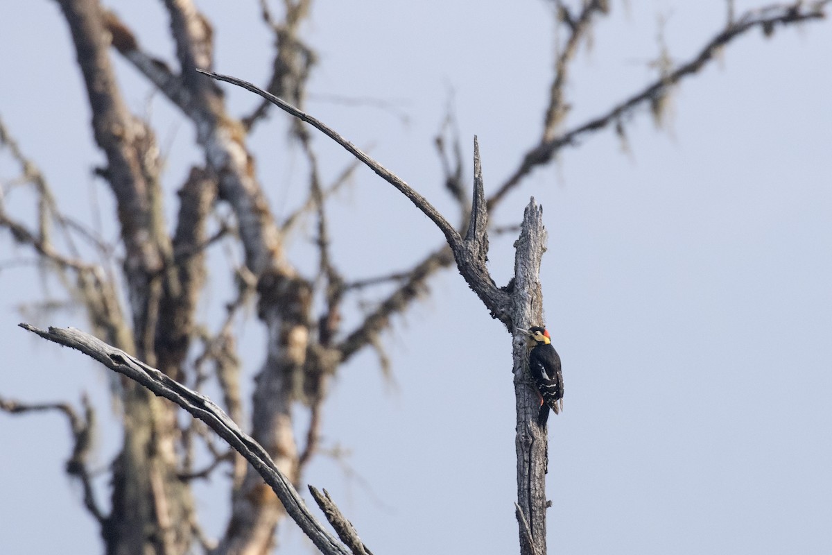 Darjeeling Woodpecker - ML617705111