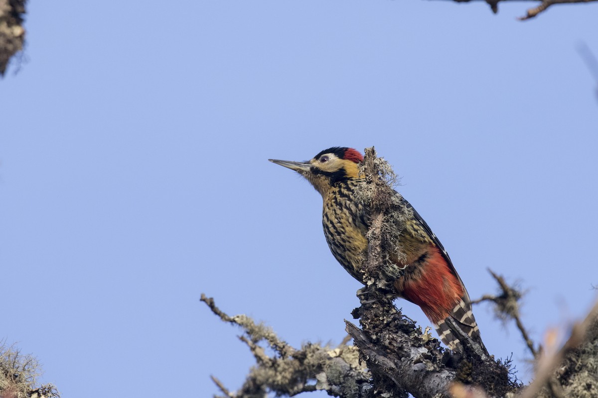 Darjeeling Woodpecker - ML617705112