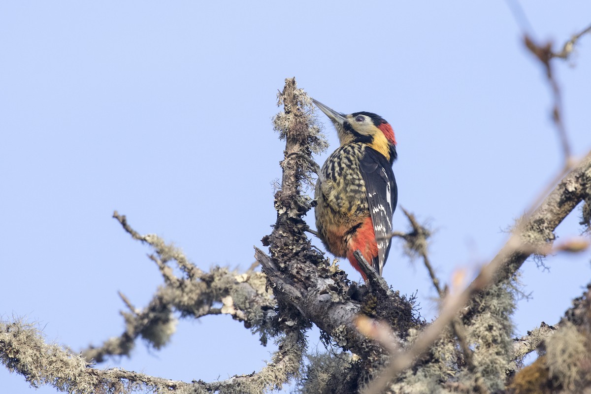 Darjeeling Woodpecker - ML617705113