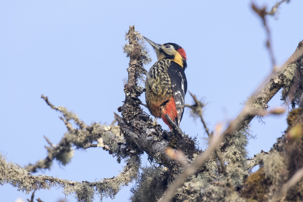 Darjeeling Woodpecker - ML617705114
