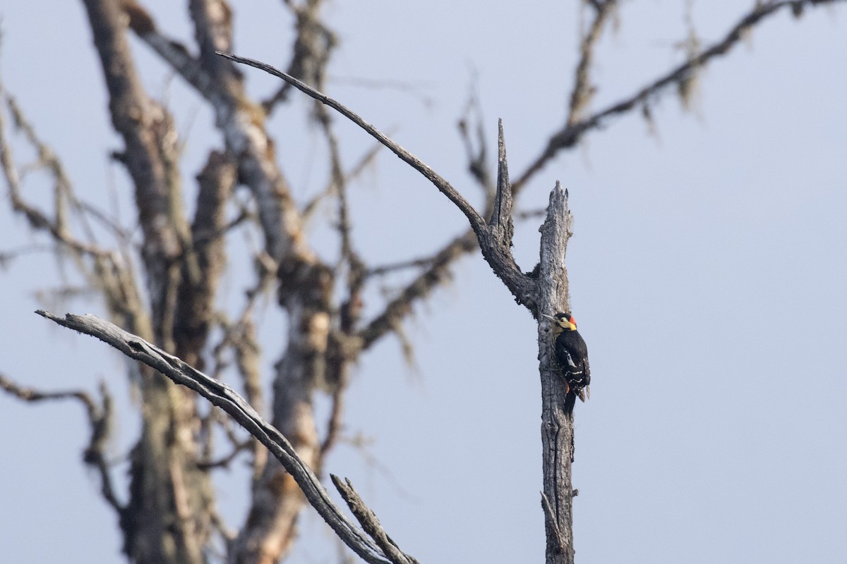 Darjeeling Woodpecker - ML617705115