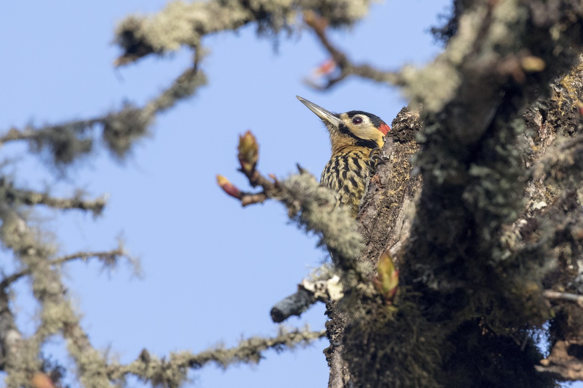 Darjeeling Woodpecker - ML617705116