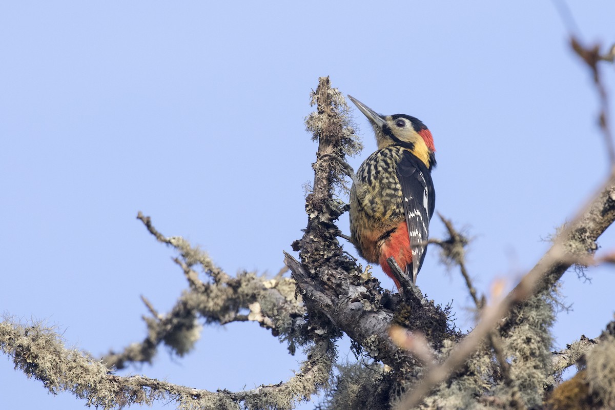 Darjeeling Woodpecker - ML617705117