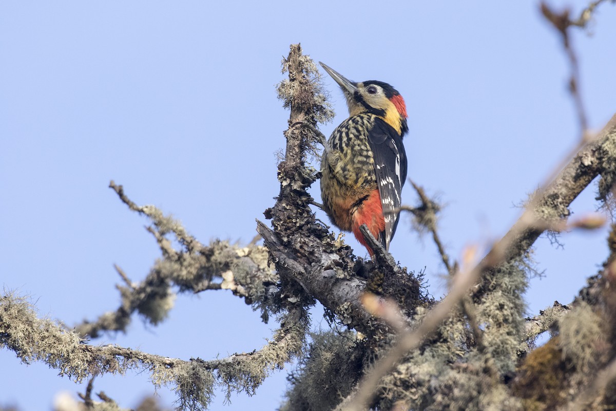 Darjeeling Woodpecker - ML617705118