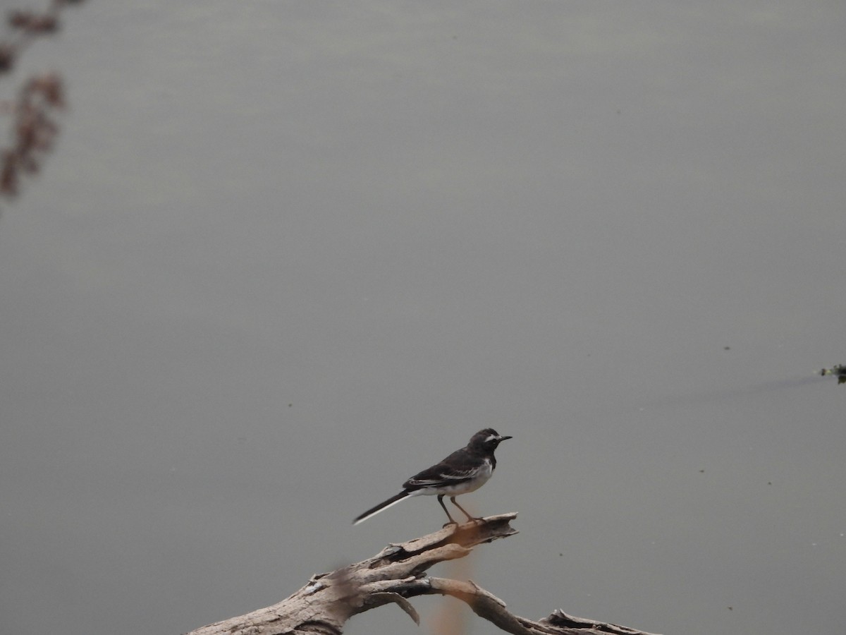 White-browed Wagtail - ML617705136