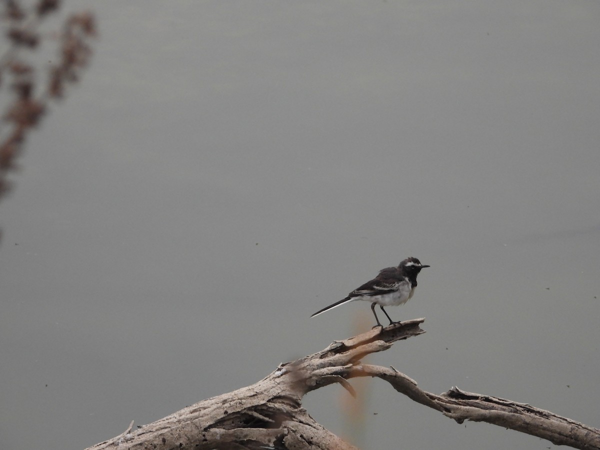 White-browed Wagtail - ML617705139